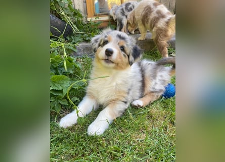 Knuddelige Australian Shepherd Welpen suchen Stellung für's Leben