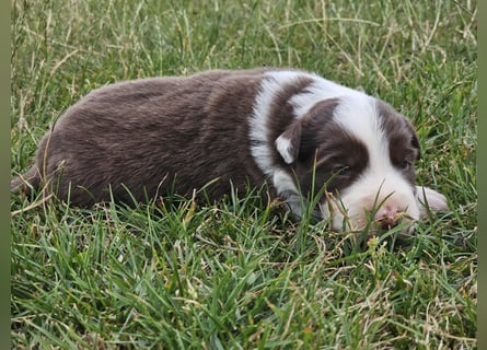 Border Collie Welpen