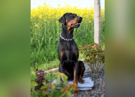 Dobermann Welpen mit Ahnentafel u. Bringservice