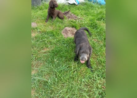 Labradoodle Welpen
