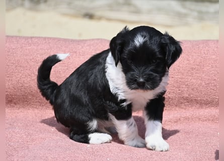 bezaubernde Tibet Terrier Welpen aus liebevoller Zucht dürfen Ende Juli ausziehen..