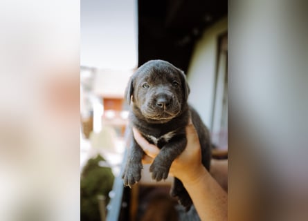 Labradorwelpen