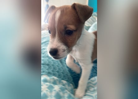 Rüde Braun Weiß Parson Russell Terrier Welpen Bild und Video neu