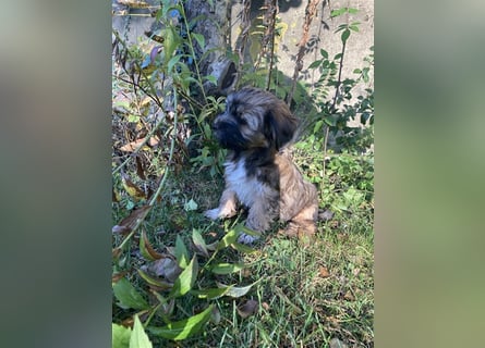 Tibet Terrier-Hündin, VDH, zobel, geb. 28.7.24