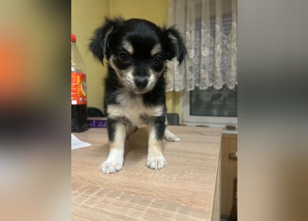 Rehpinsche- Chihuahua Mix