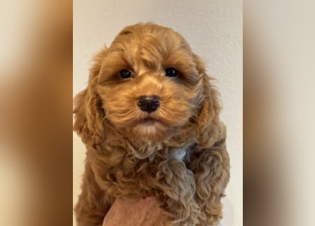 Schocolade farbige sehr schöne Welpen Maltipoo/mini Doodle