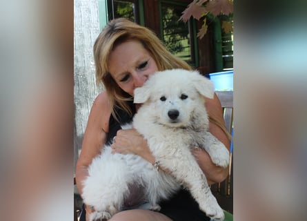 Weisse Schäferhunde Welpen