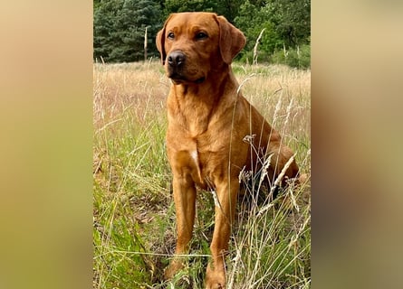 Abgabebereite F1 Labradoodle Welpen mit Ahnentafel + Gesundheitszeugnis in Schoko, schwarz + blond