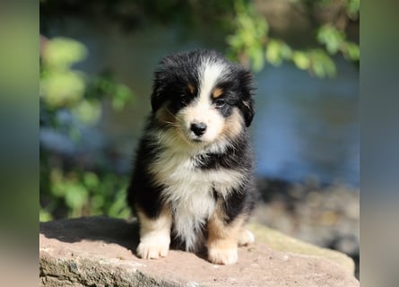 Mini American Shepherd (Showlinie) Mini Aussies