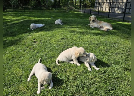 Reinrassige Golden Retriever Welpen