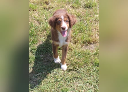 Super schöne Miniature Australian Shepherd Schmusebärchen aus liebevoller Hausaufzucht .