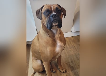 Wunderschöne Boxerwelpen!