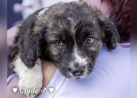 Winzling Clyde, Alopekis-Mix,  sucht ein Zuhause