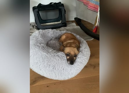 Charlie: wer hat mich lieb?