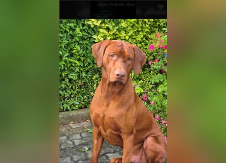 Rhodesian Ridgeback Welpen mit Papieren -Livernose-