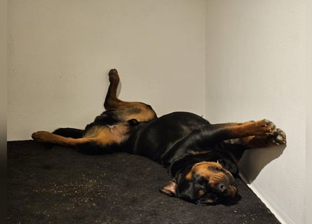 Rottirüde (20 Monate) sucht neues Zuhause
