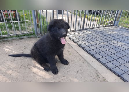 Altdeutsche Schäferhund Welpen