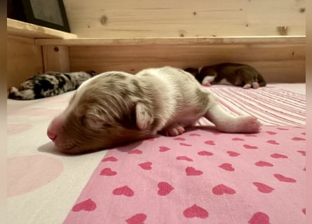 Red Merle Rüde, Australian Shepherd
