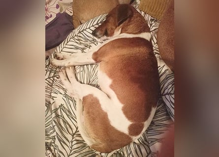 ❤️ PEPE braucht viel Liebe - 2 Jahre, 38cm/7kg - Foxterrier