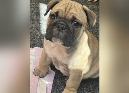 Zuckersüße Freiatmige Bulldoggenwelpen