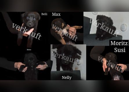 Schwarze Shollie-Welpen (Vater: schwarzer Schäferhund; Mutter: schwarz-weißer Border Collie)