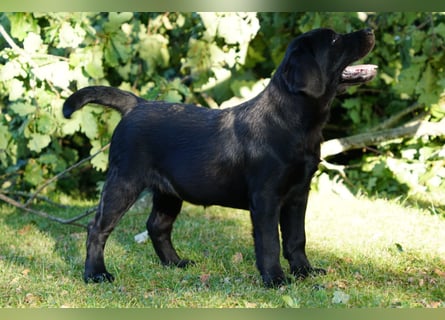 Labradorwelpen
