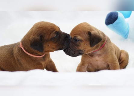 wunderschöne Rhodesian Ridgeback Welpen ! ! ! absolut vitale und einwandfreie kleine Engel