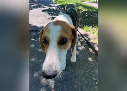 Familienhund Lona, zu besuchen in Bad Nauheim