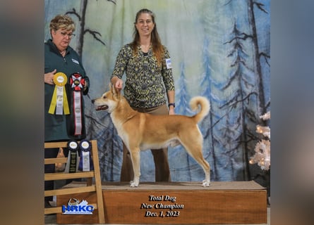 Canaan Dog-Welpe (Kanaan-Hund)