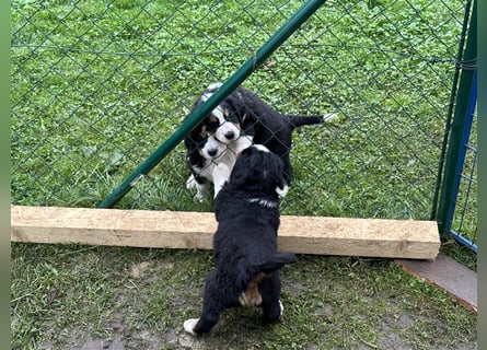 Berner Sennenhund Welpen reinrassig