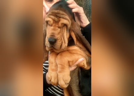 Bloodhound - Chien Saint Hubert