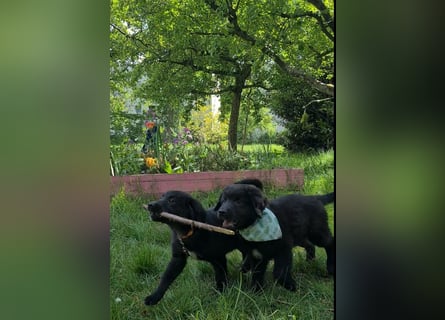Auszug..Aussiedor F1 Familien und Therapiehund Labrador x Australien Shepherd