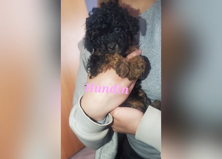 3 Minipudel/Zwergpudelwelprn hypoallergen!
