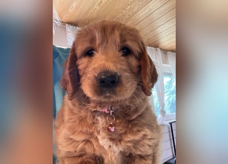 Goldendoodle mini Medium Doodle Abgabe an Pfingsten