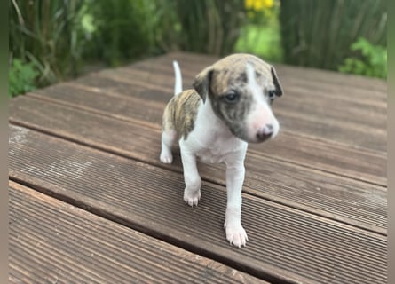 Whippet-Welpen – B-Wurf (VDH/WCD) – Liebevoll & Familiär aufgezogen