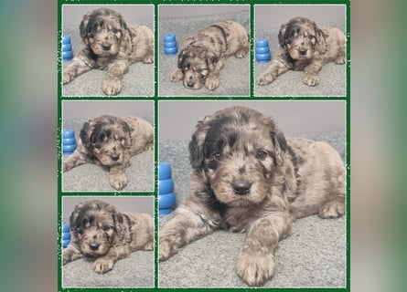 Aussiedoodle Traum ! Bezaubernde Welpen in tollen Farben aus erfahrener+überprüfter Familienaufzucht