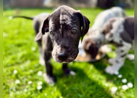 Superschöne nicht ganz reinrassige Deutsche Doggenwelpen können bald ausziehen