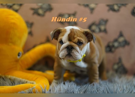 Wunderschöne & Freiatmende Englische Bulldogge Babys