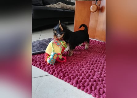 Yorkshire-Terrier Welpen,  reinrassig mit Ahnentafel sofort abgabebereit