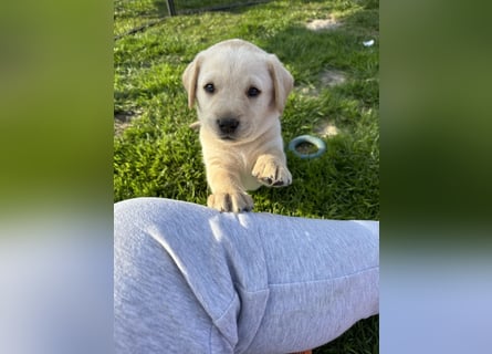 Traumhafte Labrador Retriever Welpen mit Ahnentafel-Abgabebereit-