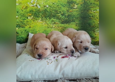 Reinrassige Labradorwelpen