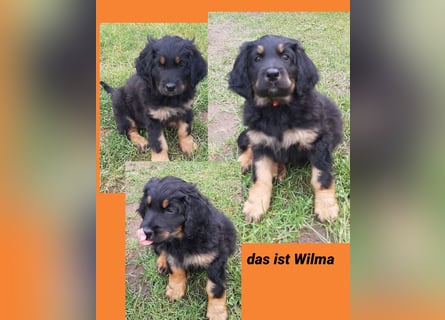Hovawart Welpen ohne Papiere
