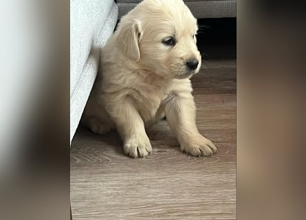 Golden Retriever Welpen abzugeben