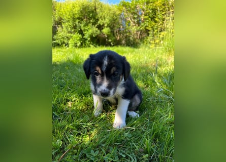 Wunderschöne Australien Shepherd Border Collie Welpen