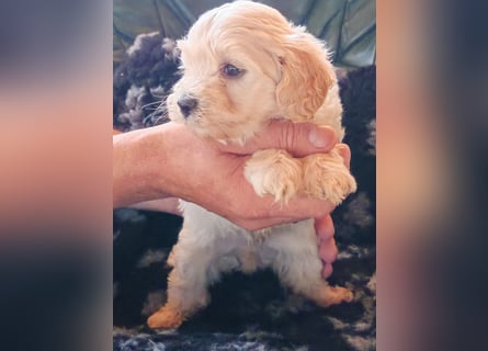 Wunderschöne Maltipoo Welpen