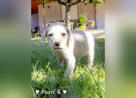 Biscuit, Casper, Pearl, Lily und Dove  suchen ihre Familie ab Oktober
