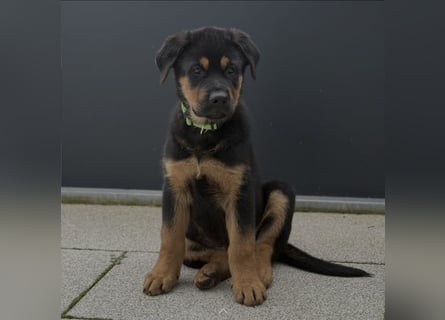 Rottweiler Schäferhund Mischling