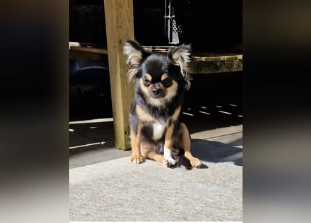 Chihuahua Hündin 2,5 Jahre alt