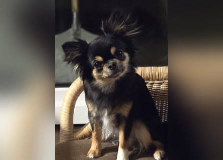 Chihuahua Hündin 2,5 Jahre alt