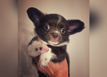 Langhaar-Chihuahuas mit Ahnentafel in schoko (weiß)